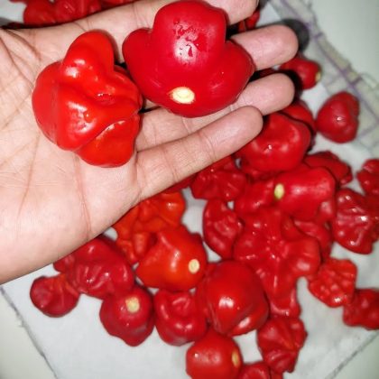 Red Scotch Bonnets grown in our Urban Garden :: theurbangrowers.com :: Seeds, Sauce, Powder, Hot Pepper, Spicy